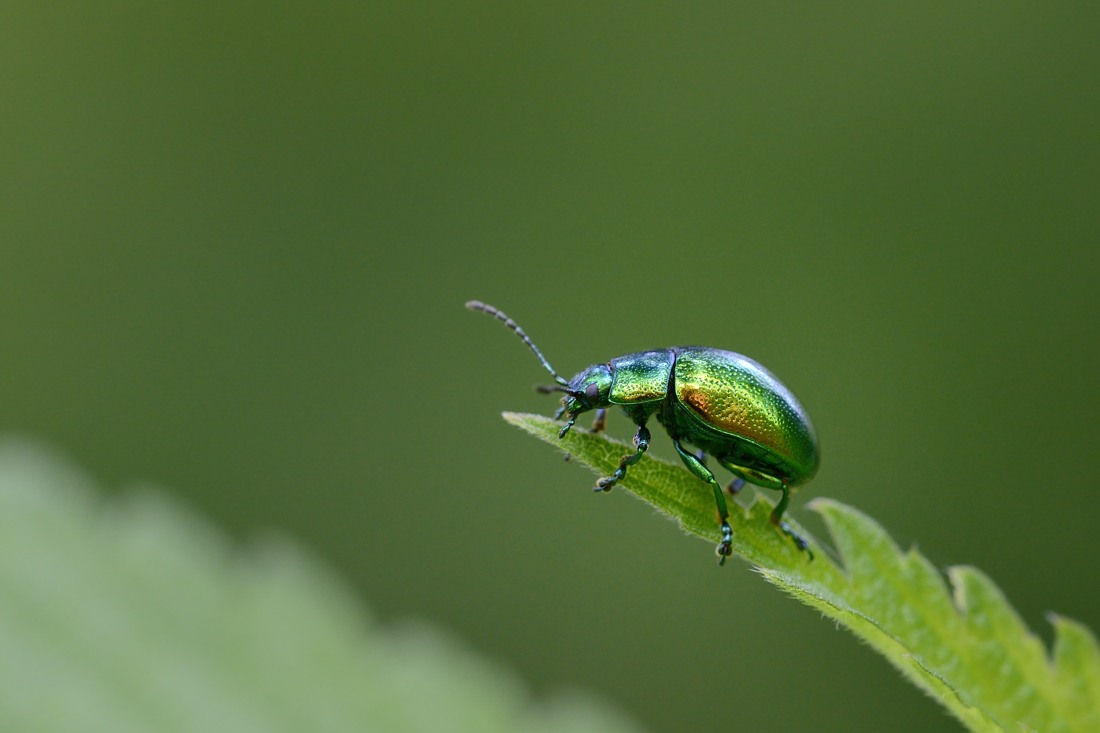 Chrysolina sp.